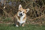 CORGI PEMBROKE 878